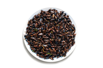 Fried crickets on a white background.