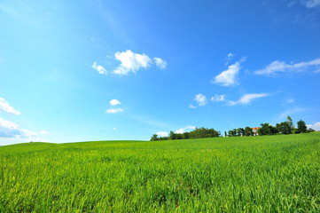 Green Fields in Biei, Hokkaido, Japan