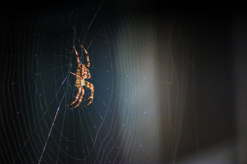 Orb weaver