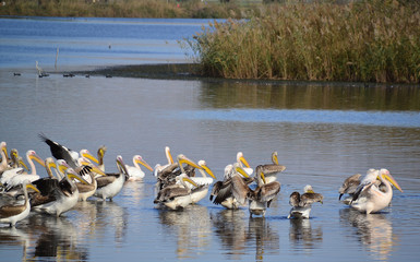 Fototapeta premium The spot-billed pelican or gray pelican is a member of the pelican family. It breeds in southern Asia from southern Pakistan across India east to Indonesia.