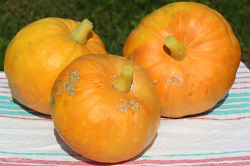Ripe orange pumpkins on a table in a garden
