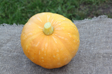 Ripe orange pumpkin on a table in a garden