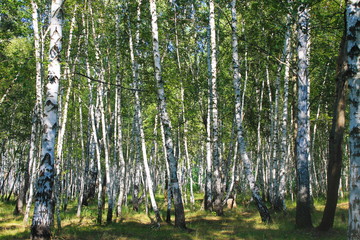 Birch forest. Summer landscape 