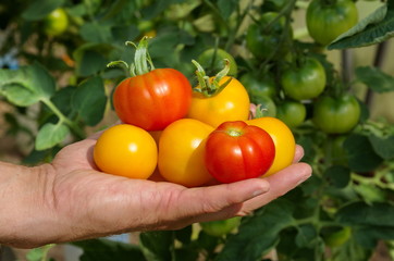 Ripe tomatoes on the palm