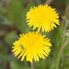 green grasshopper on a dandelion