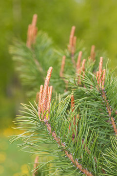 Blossoming branches of a pine