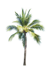 Coconut tree on white background
