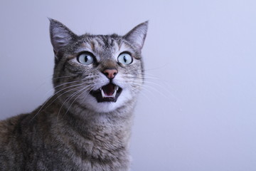 Fototapeta premium Kili the cat