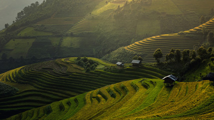 Rice fields on terraced of Mu Cang Chai, YenBai, Vietnam..