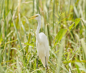 Great Egret hiding between the grass