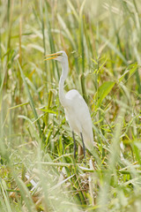 Great Egret hiding between the grass