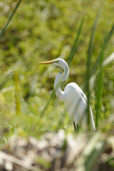 Great Egret hiding between the grass