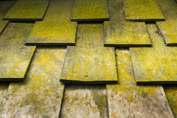 Old Roof Tiles Covered In Green Moss