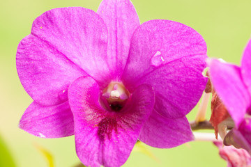 orchid on natural background