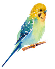 watercolor picture of budgie on a white background