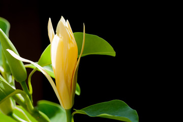 Naklejka premium White Champaka Flowers and Green Leaves