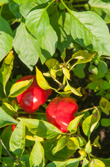 Close up of the pepper plant with ripening green fruit. Red pepper.