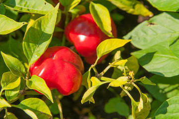 Close up of the pepper plant with ripening green fruit. Red pepper.