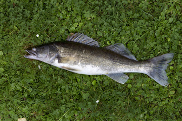 Zander in Detail, the freshwater Fish from Deep, Sander lucioperca
