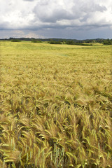 Storm Field of Barley in south Czech