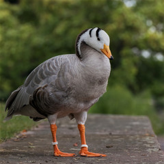 Bar-headed goose on a wall