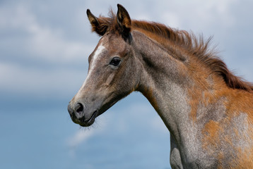 Obraz na płótnie Canvas Arabian foal and blue sky