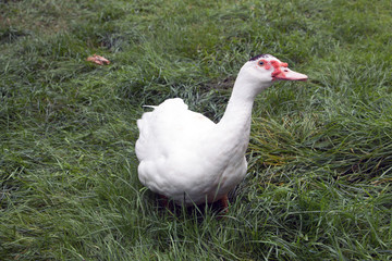 Neugieriger Erpel-Flugente auf einer grünen Wiese