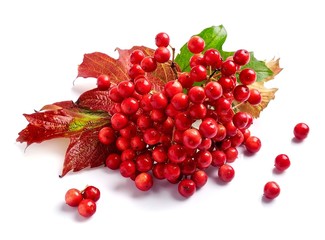 Branch ripe viburnum