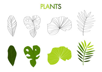 Plants line art and green illustration; Natural gardening graphic