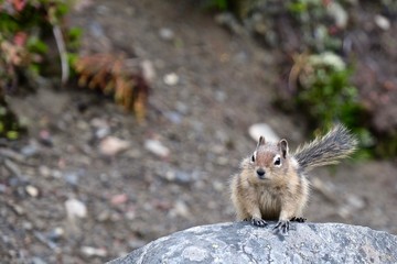 Naklejka na ściany i meble Golden-mantled ground squirrel. Jasper National Park. Canadian Rockies. Alberta. Canada. 