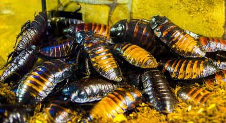 Madagascar hissing cockroaches