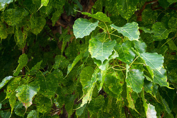Green leaf Pho bo tree leaf in temple, Thailand. Bothi tree, Pip