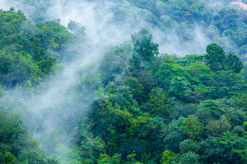 Tropical forest with steamy morning mist evaporating