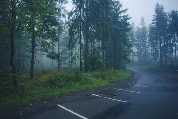 Obraz premium Mystic foggy forest landscape.