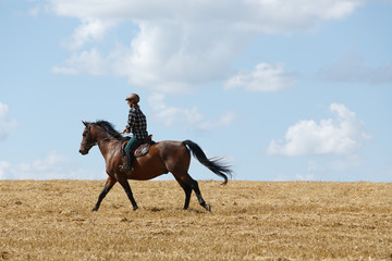 Obraz premium Galopp über das Stoppelfeld