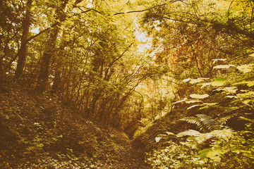 Fototapety na wymiar - Fototapeta24.pl