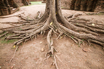 Big trunk and roots of old tree in temple thailand.