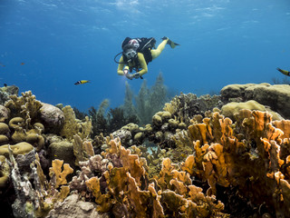 Unterwasser - Riff - Koralle - Schwamm - Taucher - Tauchen - Curacao - Karibik