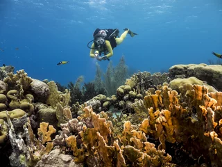 Fototapeten Unterwasser - Riff - Koralle - Schwamm - Taucher - Tauchen - Curacao - Karibik © NaturePicsFilms