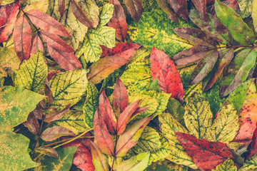 Colorful wallpaper with autumn leaves, background