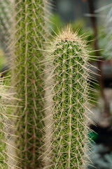 Thorns on cactus