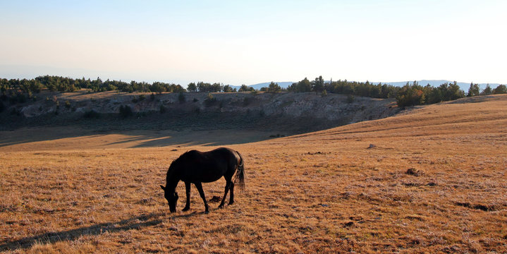 Wild Horse Black Mare grazing during golden hour on mountain ridge in the western United States