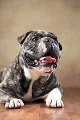 Französische Bulldogge & Englische Bulldogge-Mischling liegend im Studio