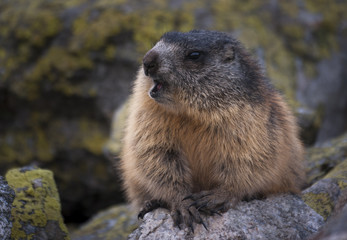 Marmot on the rocks. Tatry