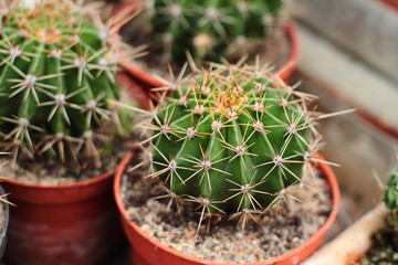 Round cactus. Cactus thorns