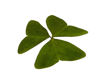 Single Isolated Green Three Leaf Clover on White Background