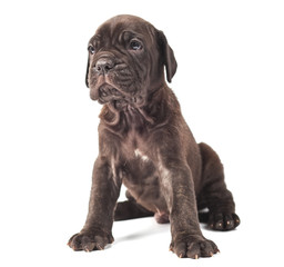 Obraz premium Beautiful young puppy italian mastiff cane corso 