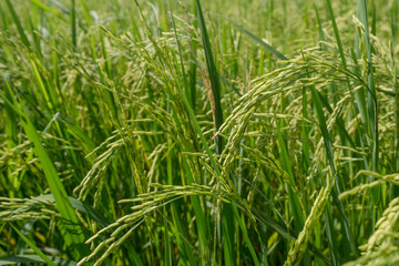 Lush green rice fields