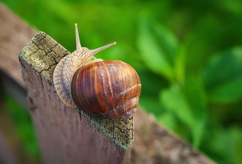 Snail on old Wooden Fence and the green grass. 