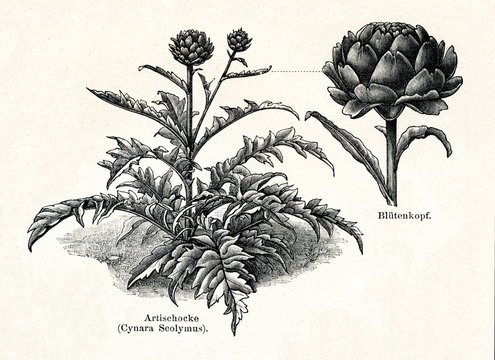 Artichoke (from Meyers Lexikon, 1895, 7/288/289)
